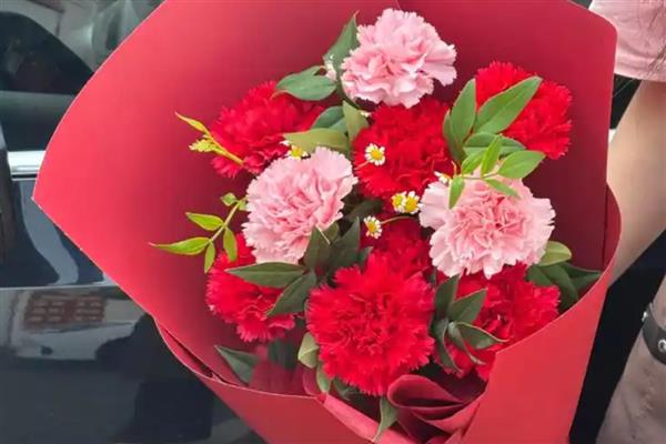 红色康乃馨的寓意,寓意赞赏、崇拜、迷恋等