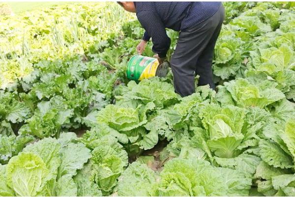 白菜产于哪里,原产于华北地区