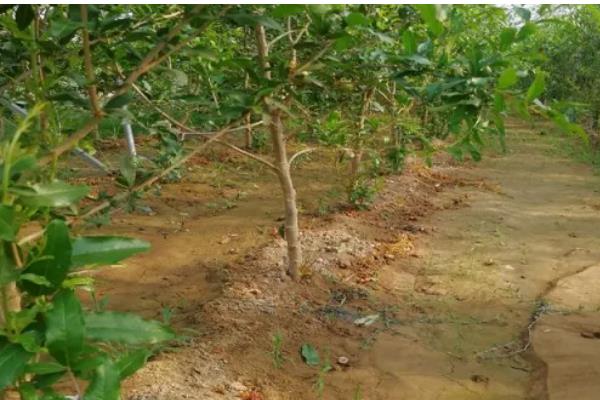 四季石榴的栽培技术，一年四季均可栽植