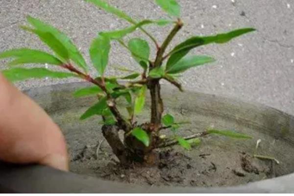 四季石榴的栽培技术，一年四季均可栽植