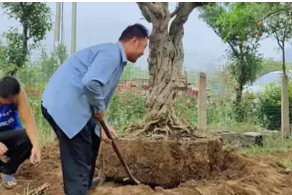 四季石榴的栽培技术，一年四季均可栽植