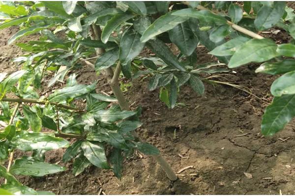 四季石榴的栽培技术，一年四季均可栽植