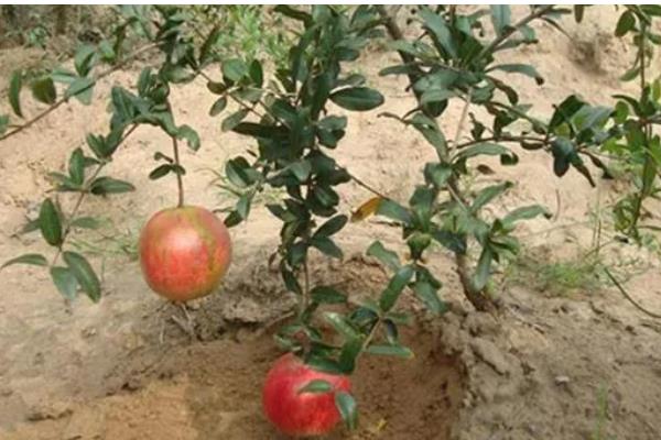 四季石榴的栽培技术，一年四季均可栽植