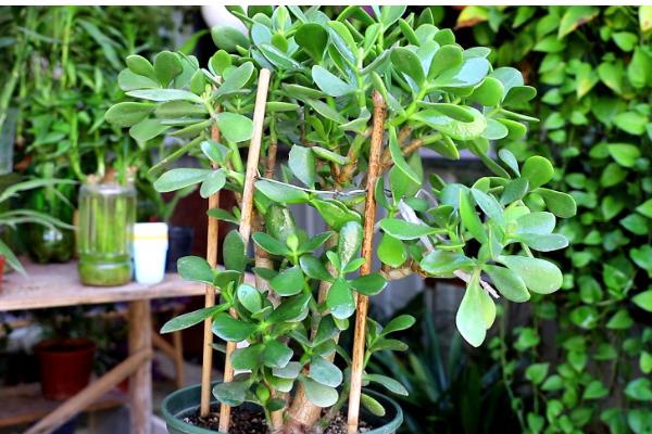 玉树有什么风水作用，民间盛传可以迎来好运