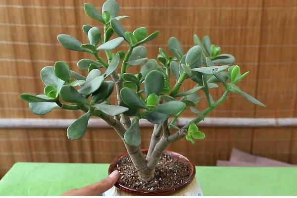 玉树有什么风水作用，民间盛传可以迎来好运