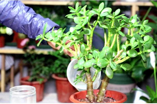 玉树有什么风水作用，民间盛传可以迎来好运