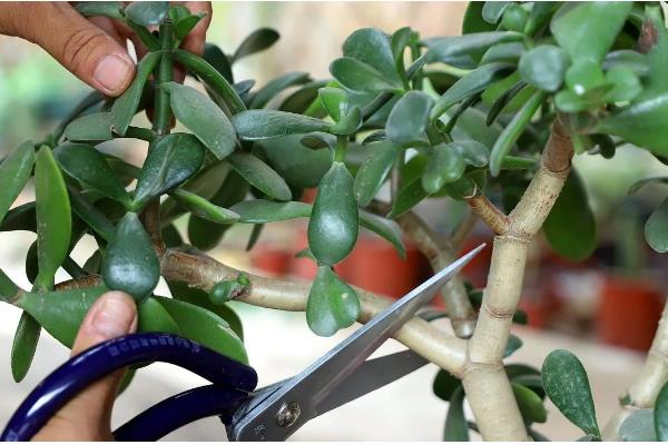 玉树有什么风水作用，民间盛传可以迎来好运