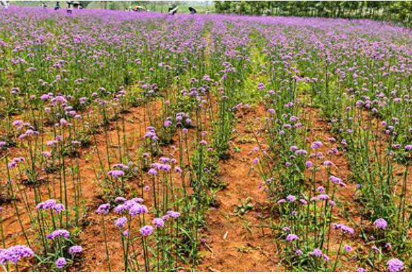 马鞭草的种植方法，播种时间为4月下旬至5月上旬