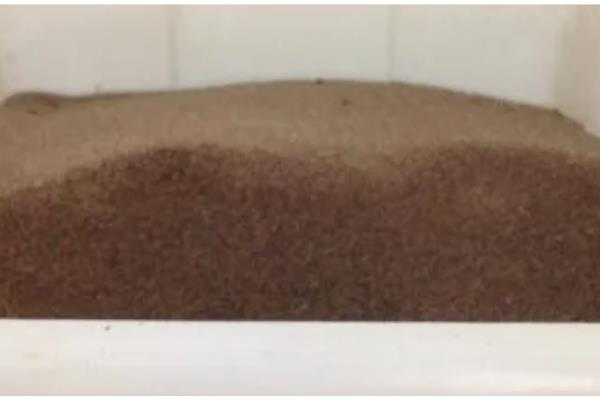 马鞭草的种植方法，播种时间为4月下旬至5月上旬