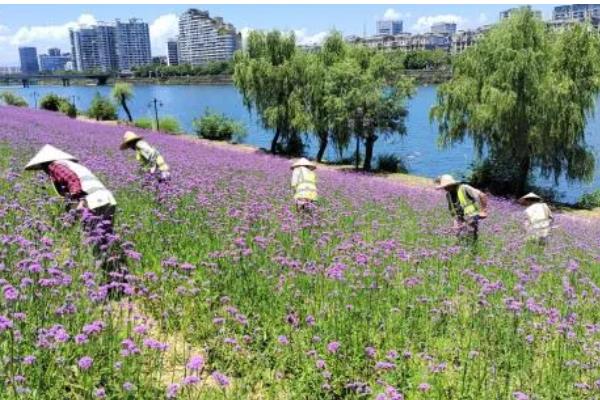 马鞭草的种植方法，播种时间为4月下旬至5月上旬