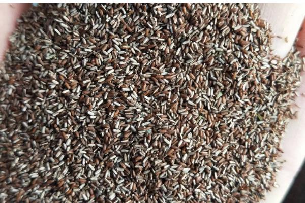 马鞭草的种植方法，播种时间为4月下旬至5月上旬