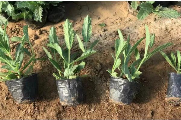 马鞭草的种植方法，播种时间为4月下旬至5月上旬