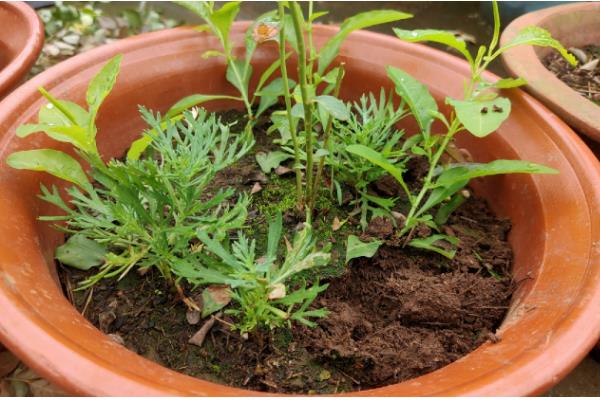 马鞭草的种植方法，播种时间为4月下旬至5月上旬