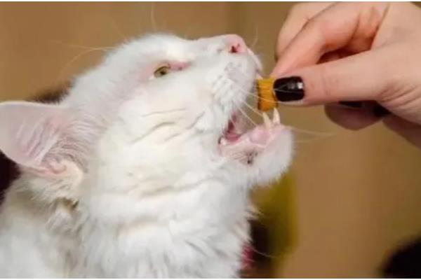 猫拉稀带血的原因，可能得猫瘟了