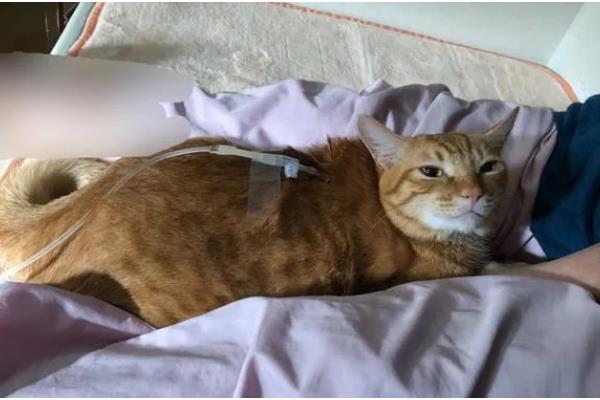 猫拉稀带血的原因，可能得猫瘟了