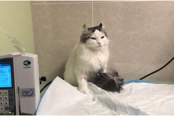 猫拉稀带血的原因，可能得猫瘟了