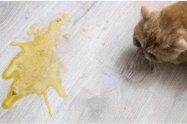 猫拉稀带血的原因，可能得猫瘟了