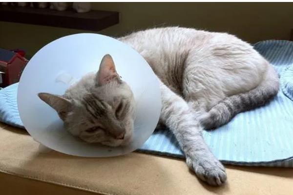 猫拉稀带血的原因，可能得猫瘟了