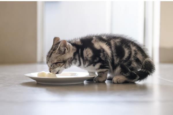 猫拉稀带血的原因，可能得猫瘟了