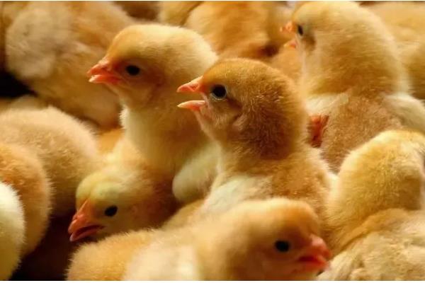 怎么散养鸡，公鸡和母鸡需分群饲养