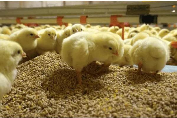 怎么散养鸡，公鸡和母鸡需分群饲养