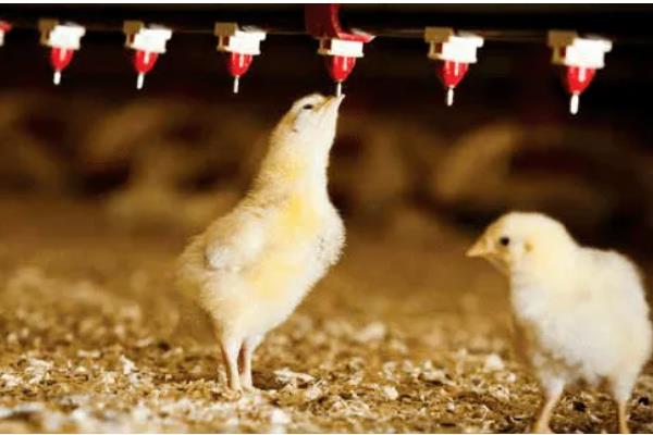 怎么散养鸡，公鸡和母鸡需分群饲养