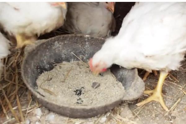 怎么散养鸡，公鸡和母鸡需分群饲养