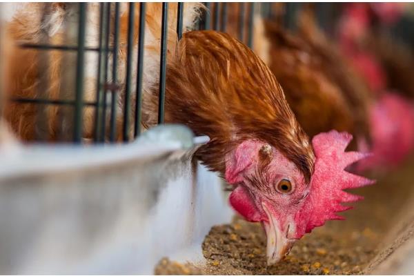 怎么散养鸡，公鸡和母鸡需分群饲养