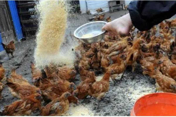 怎么散养鸡，公鸡和母鸡需分群饲养