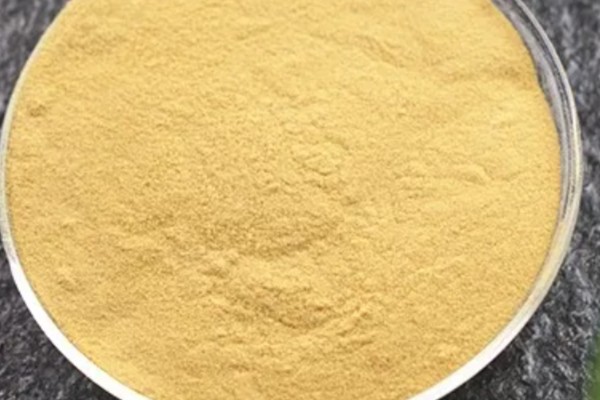 菊花粉的食用方法，用温开水冲服