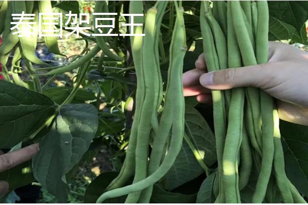 菜豆有什么品种,以下6种皆为优良品种