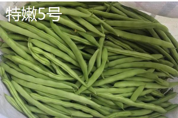 菜豆有什么品种,以下6种皆为优良品种