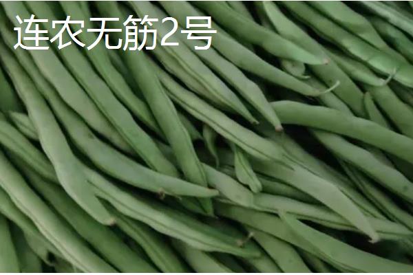 菜豆有什么品种,以下6种皆为优良品种