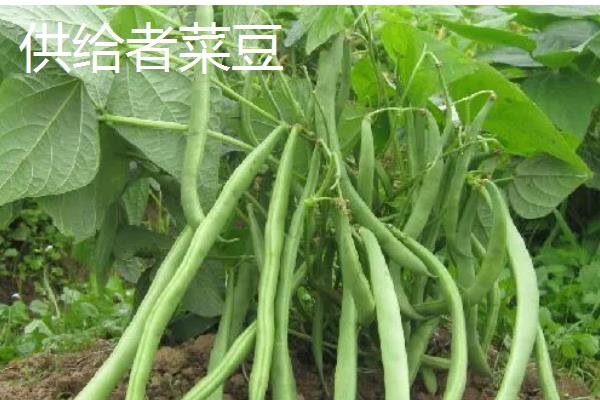 菜豆有什么品种,以下6种皆为优良品种