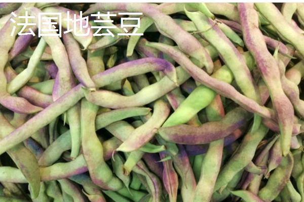 菜豆有什么品种,以下6种皆为优良品种