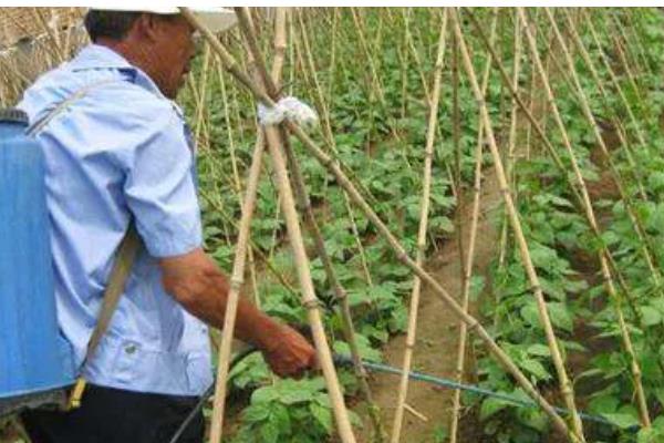 菜豆有什么品种,以下6种皆为优良品种