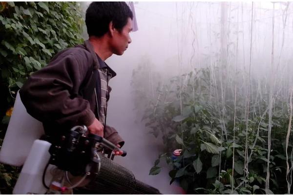 菜豆有什么品种,以下6种皆为优良品种