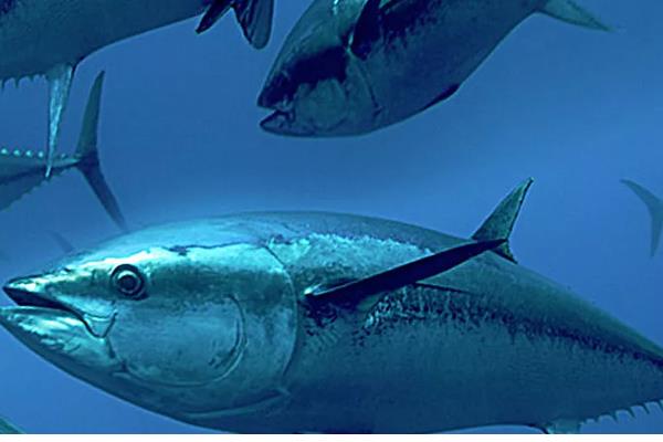 金枪鱼和三文鱼的区别，品种、外形、产地都不同