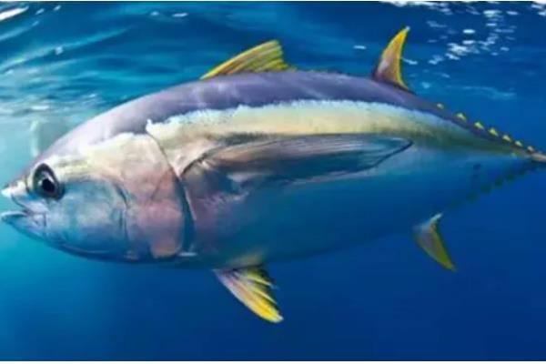 金枪鱼和三文鱼的区别，品种、外形、产地都不同