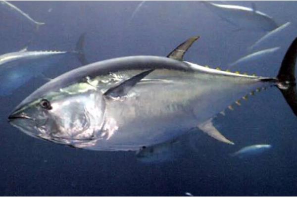 金枪鱼和三文鱼的区别，品种、外形、产地都不同