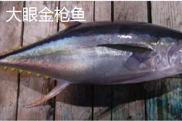 金枪鱼和三文鱼的区别，品种、外形、产地都不同