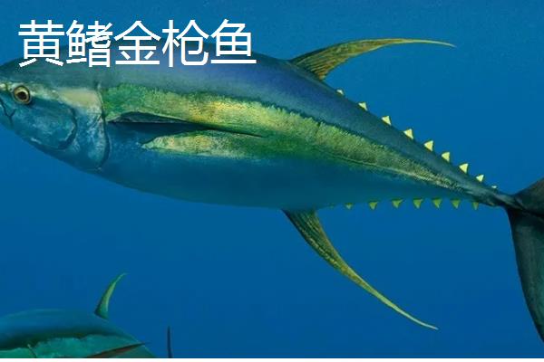 金枪鱼和三文鱼的区别，品种、外形、产地都不同