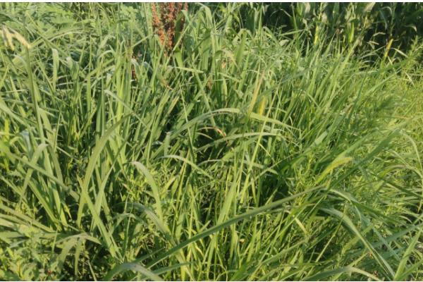 稗草是不是须根系，属于直根系植物