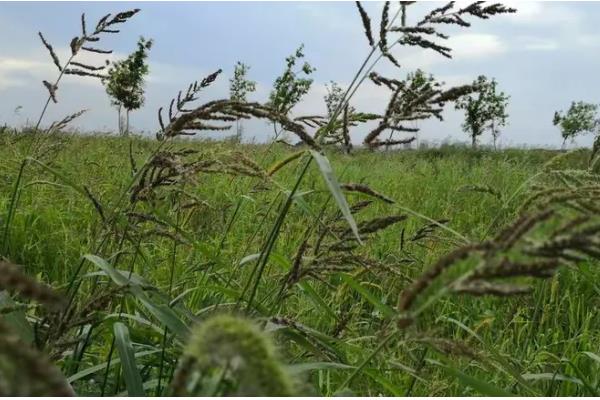 稗草是不是须根系，属于直根系植物