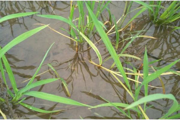 稗草是不是须根系，属于直根系植物