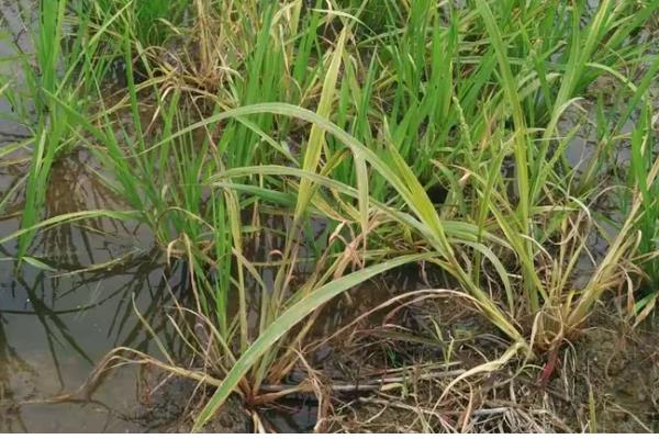 稗草是不是须根系，属于直根系植物