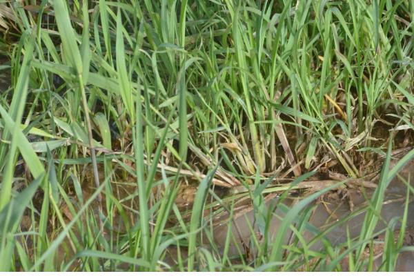 稗草是不是须根系，属于直根系植物