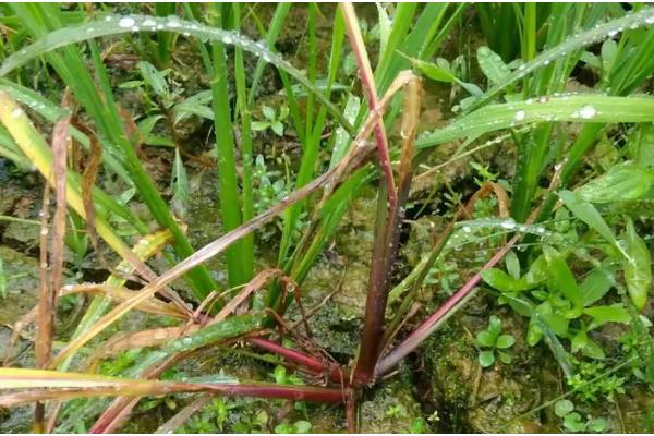 稗草是不是须根系，属于直根系植物