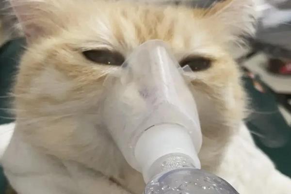 猫鼻支怎么搭配雾化用药，症状轻微可用0.9％的生理盐水做雾化