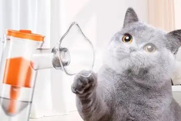 猫鼻支怎么搭配雾化用药，症状轻微可用0.9％的生理盐水做雾化